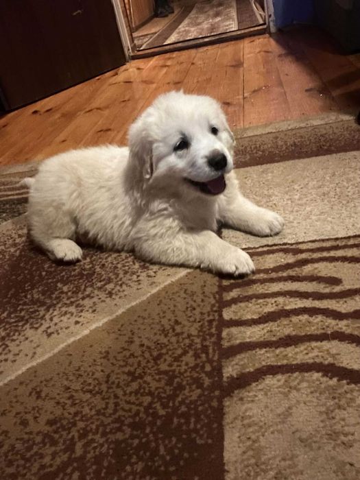 Owczarek Podhalański