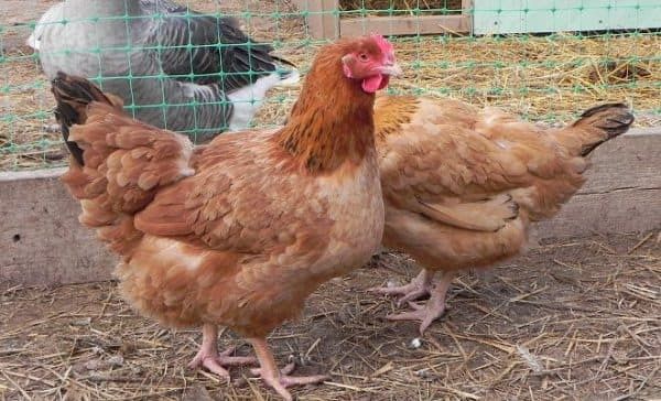 Фокси Чик инкубационное яйцо