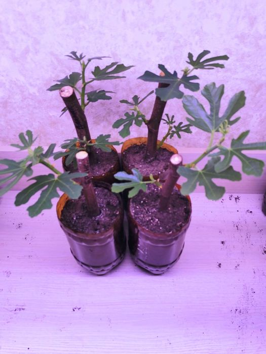 Саджанці інжиру, інжир