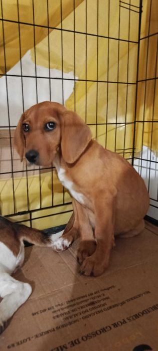 Cão macho bebé de porte pequeno/medio para adoção responsável