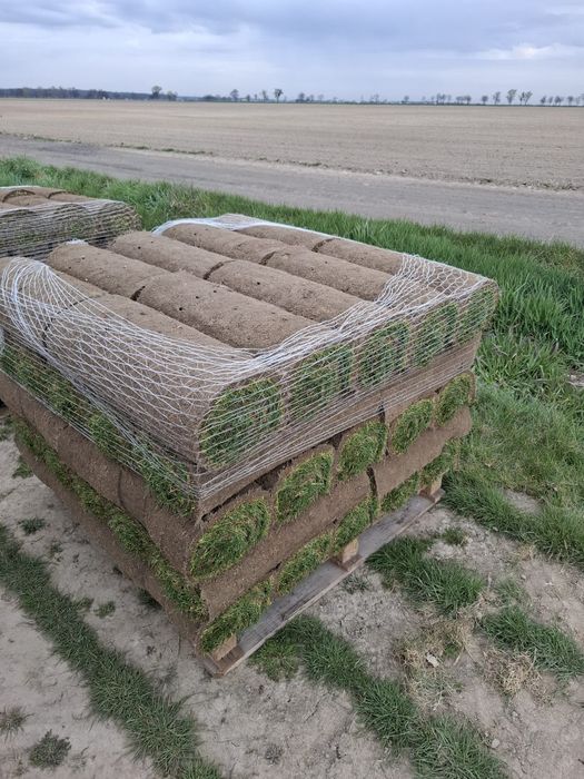 Trawa w rolce, od ręki, od 1 m2 + dedykowany nawóz GRATIS