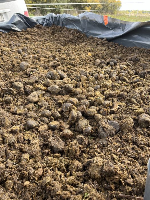 Sprzedam czysty obornik koński