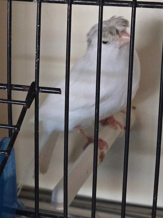 Canarios machos e femeas