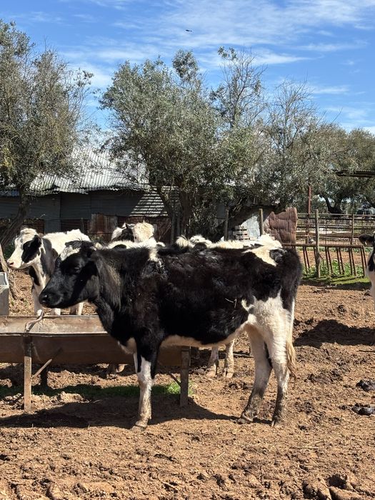 Venda 11 novilhas e um touro