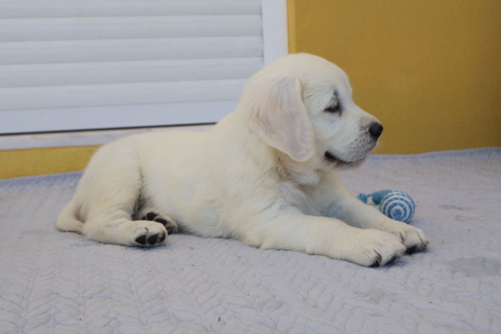 Golden Retriever fêmea com LOP
