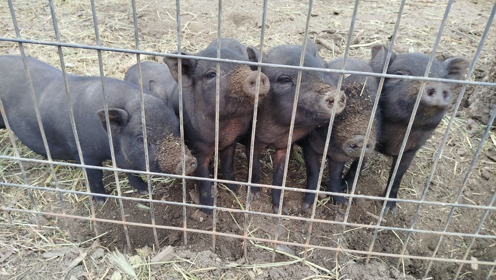 Porcas vietnamitas bem gordinhas