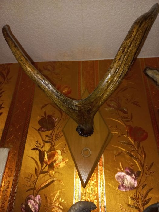 Чучело касули, совы, рога