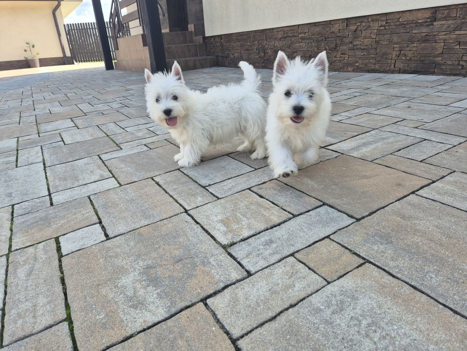 West Highland White Terrier sunia