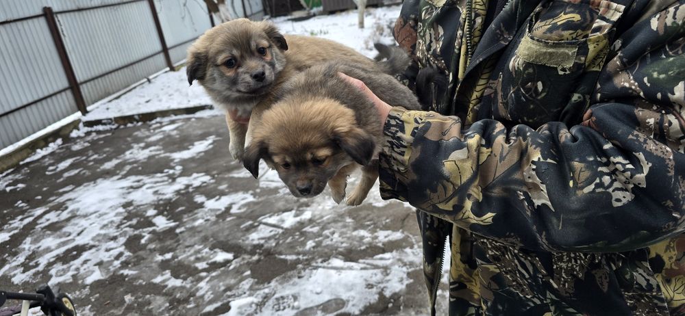 Маленьких клубочків в добрі руки