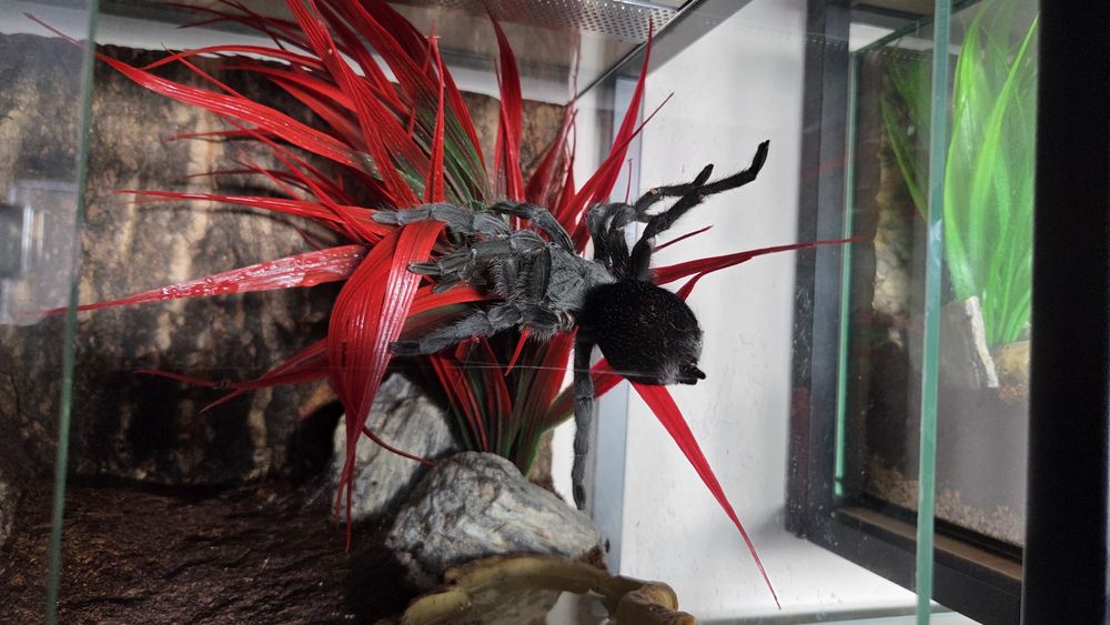 Grammostola Pulchra Samica 8DC