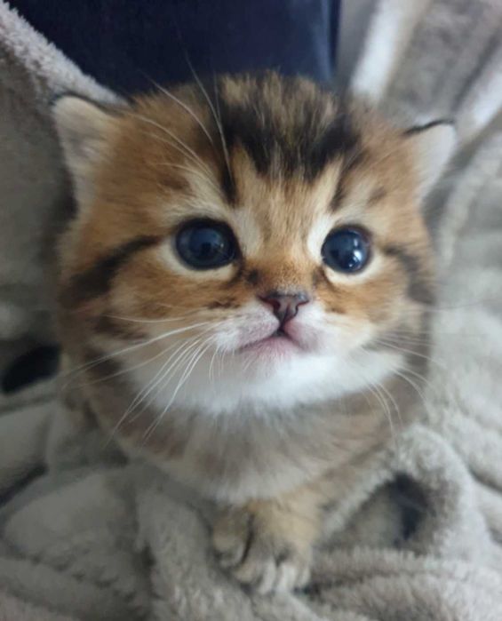 Gatinho scottish straight