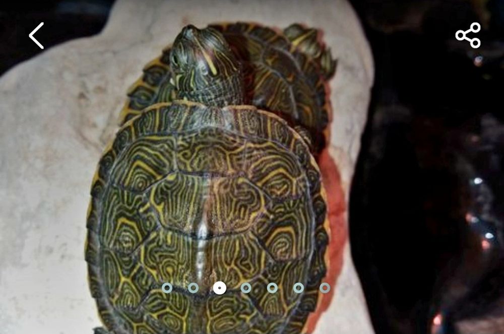 Żółwiki wodno-lądowe