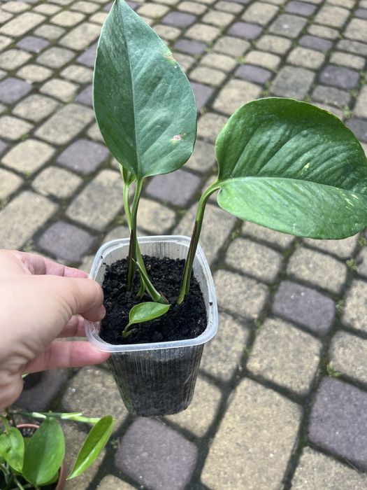 Епіпремнуми недорого