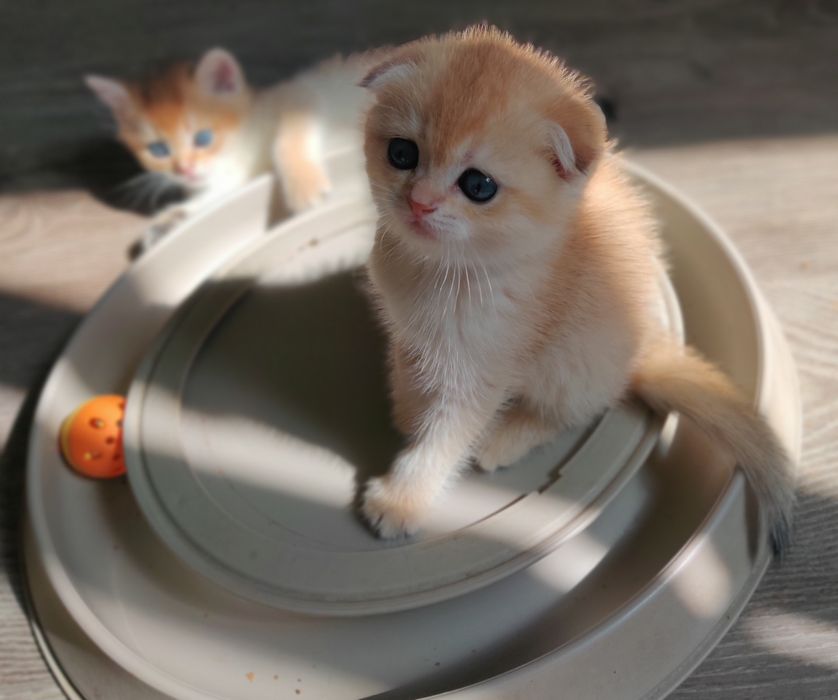 Котята золотая шиншилла.
