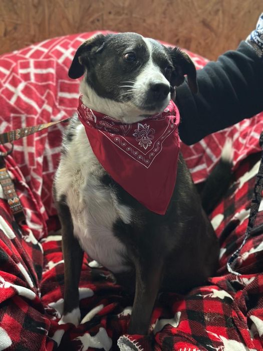 Отдаем бесплатно в добрые руки