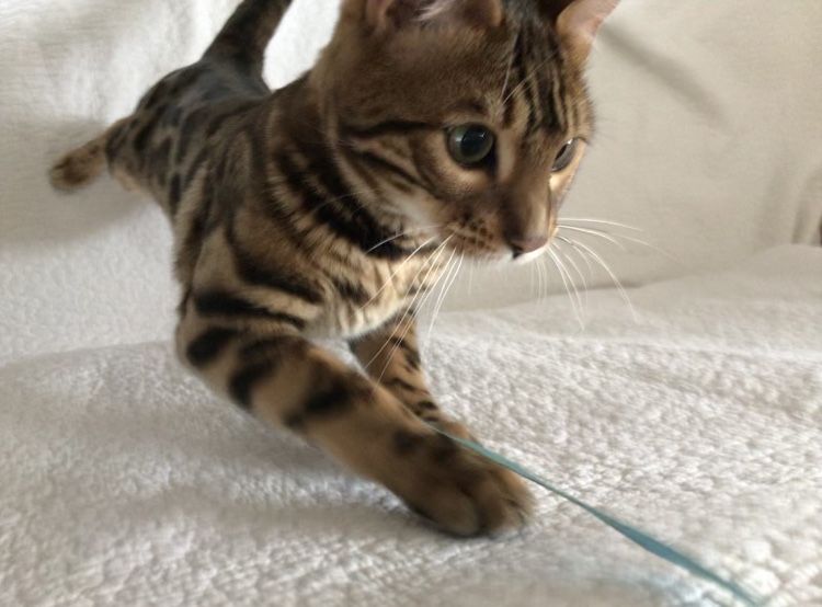 Красивый бенгальский кот для вязки