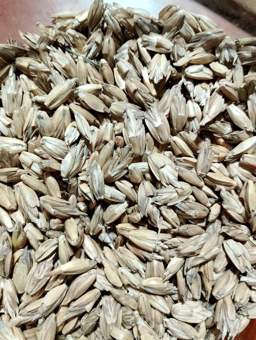 Mąką orkiszowa z własnego gospodarstwa