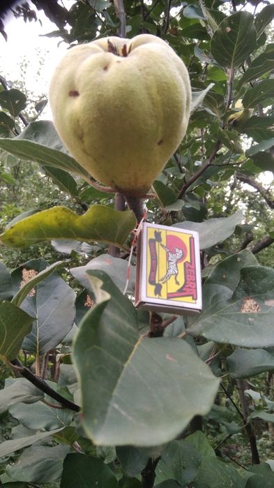 Саженцы плодовых деревьев и кустов