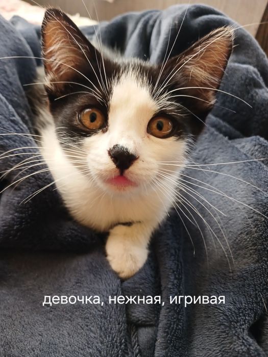 котята 3 месяца, Ищем добрую семью