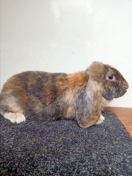 Французький баран (фб)  арлекін самець самка кролі-кролики