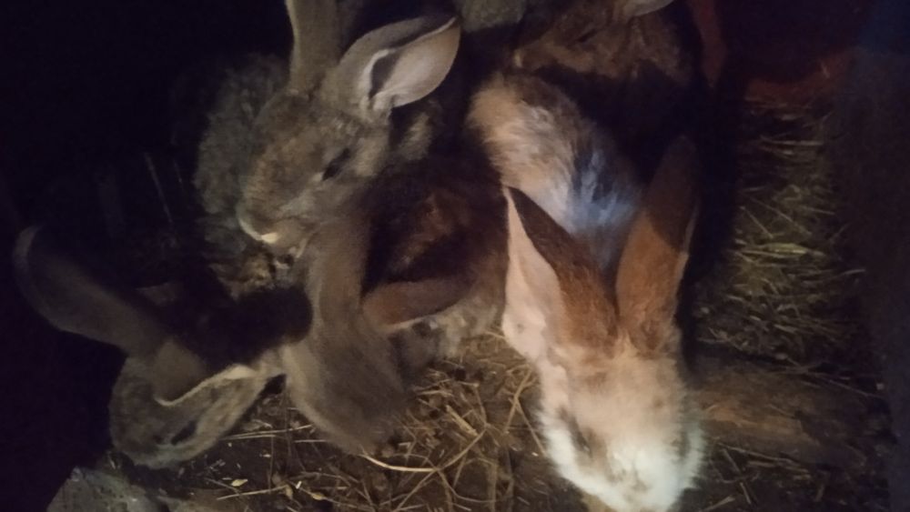 Продам кроликов .молодняк.