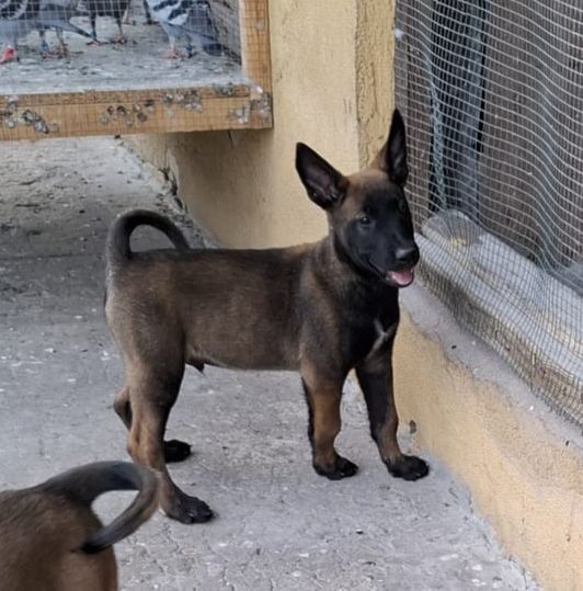 Owczarek belgijski Malinois