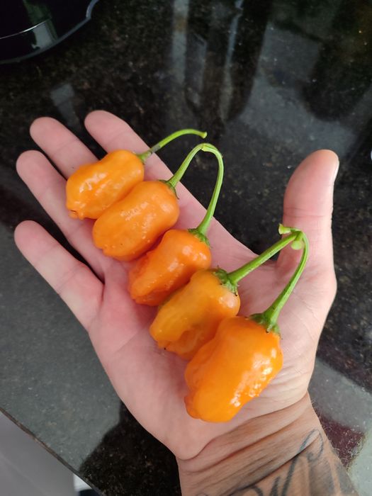 Plantas Malagueta / Pimentas Nucleares