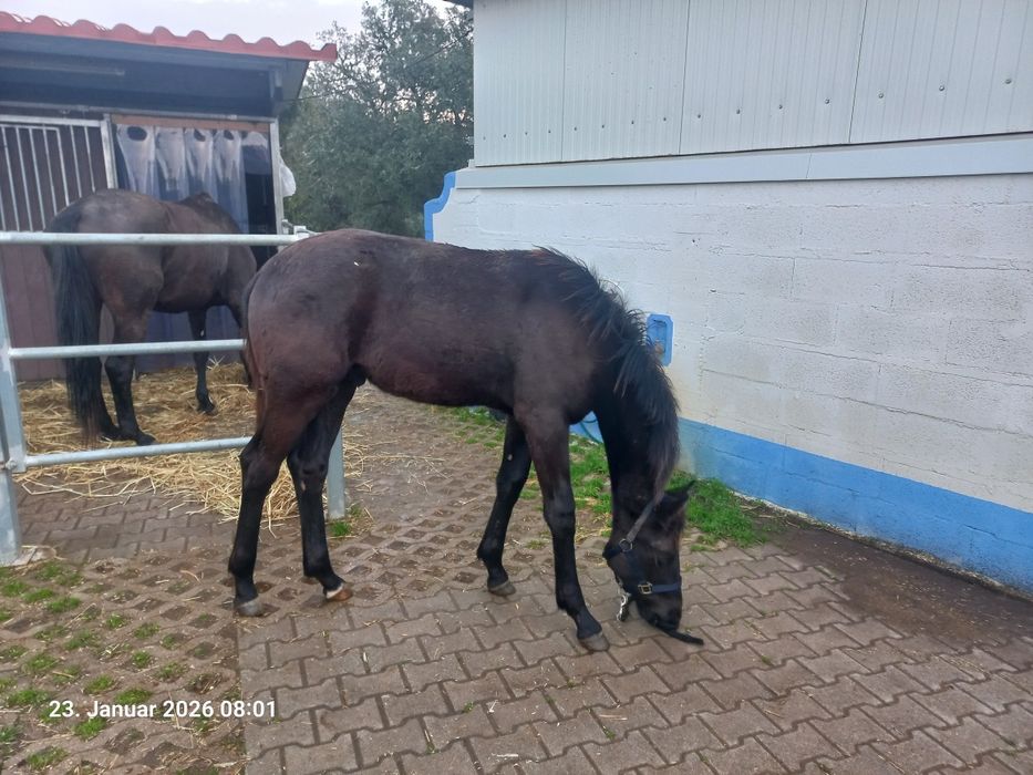 Oldenburger CAVALO de Sporto