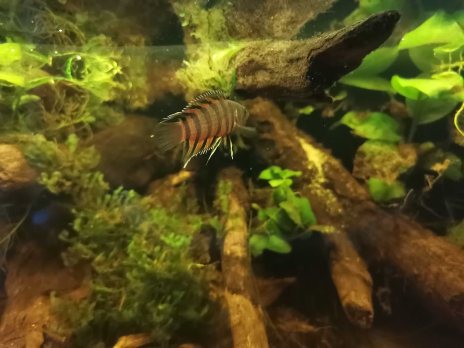 Buszowiec ansorga Microctenopoma ansorgii