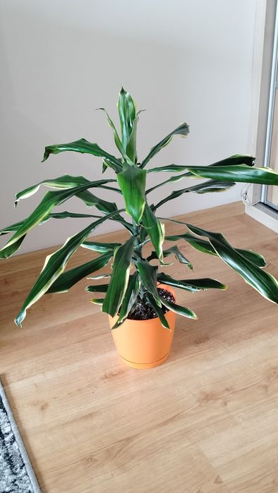 Dracena wonna bez pnia