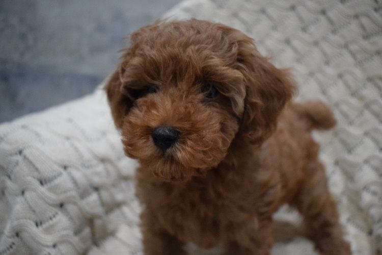 MINI RED Maleńki piesek pudel toy płowy ZKwP FCI