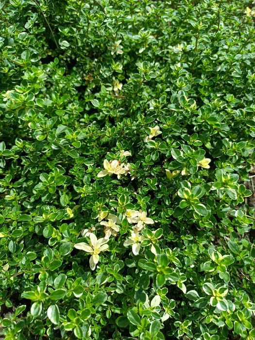 Садові та кімнатні герані