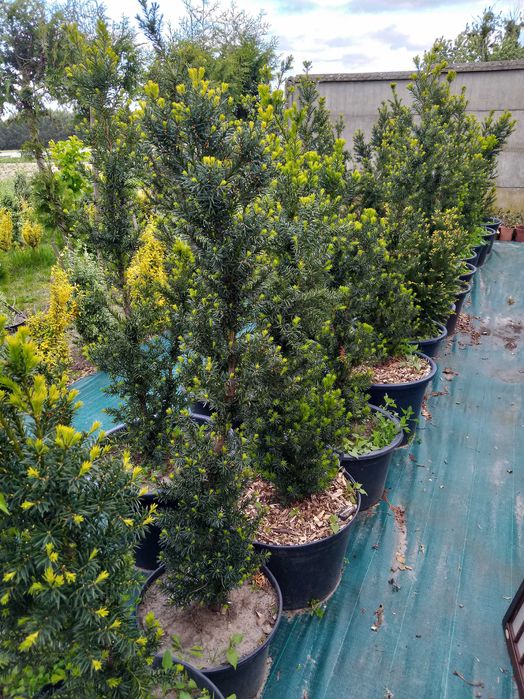 Cis kolumnowy od 1m do 1,20 cm ,cisy