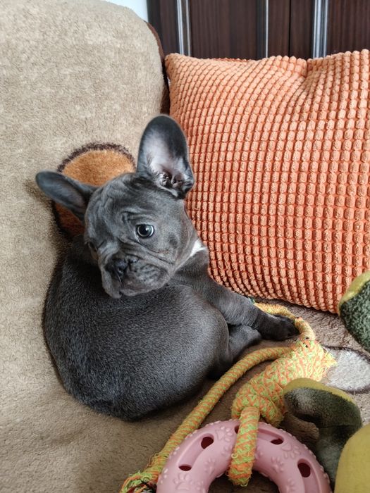 Buldog francuski niebieski sunie