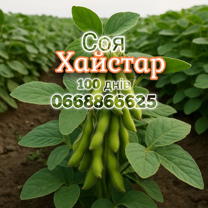 Купити насіння сої під раундап