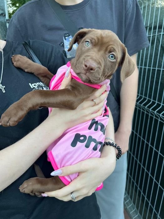 Ubranko dla pieska. Rozowa koszulka