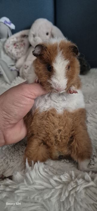 Świnka Morska Us Teddy Hodowla