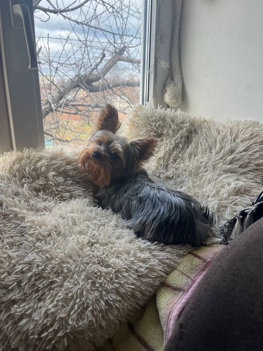 Цуценя міні-йорк