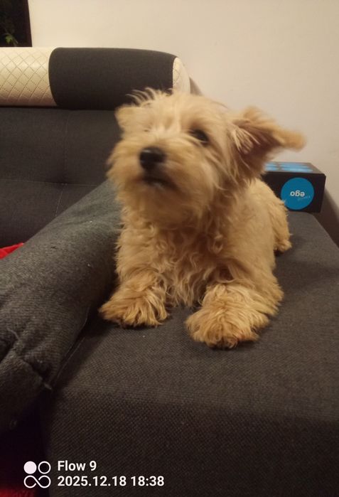 Szczeniaczek Westiepoo 2x zaszczepiony