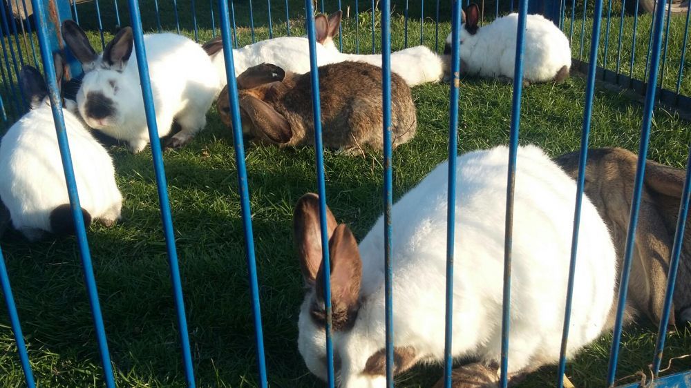 Sprzedam króliki ekologiczne