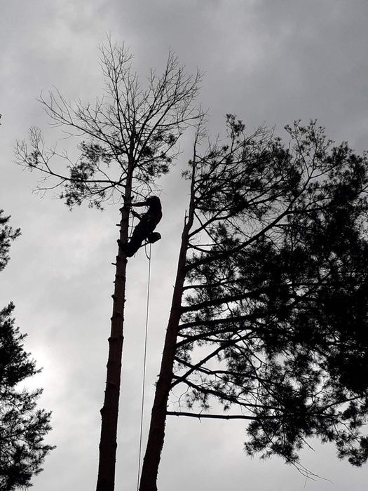Видалення дерев Корчування пнів Демонтаж будинків