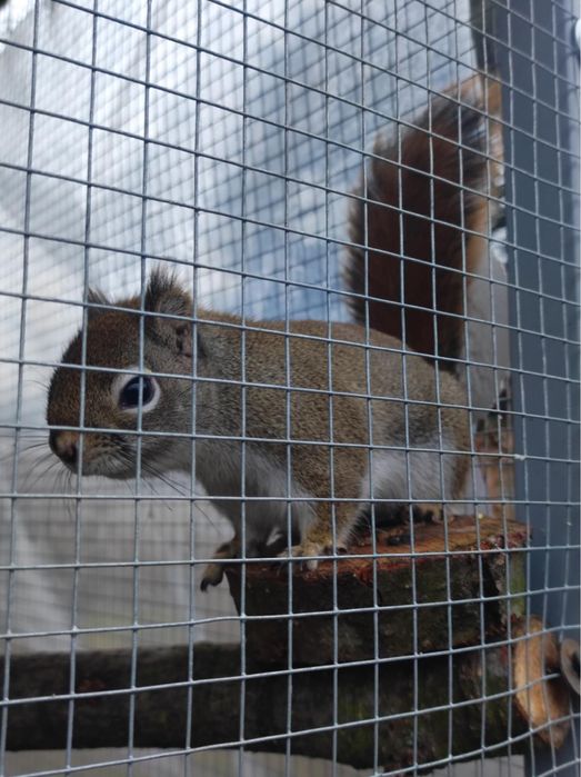 Wiewiórka Hudson Samica 2022r