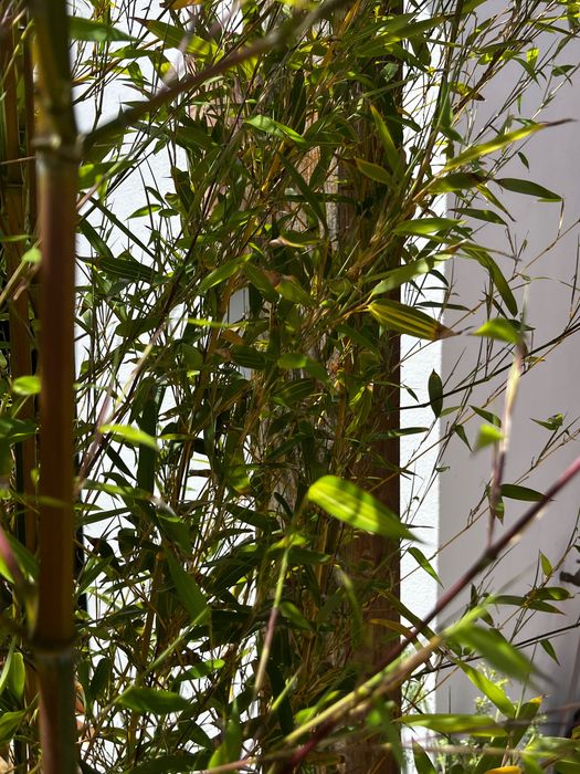 Bambu para vaso ou jardim