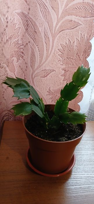 Пропоную пеперомії, шлюмбергери