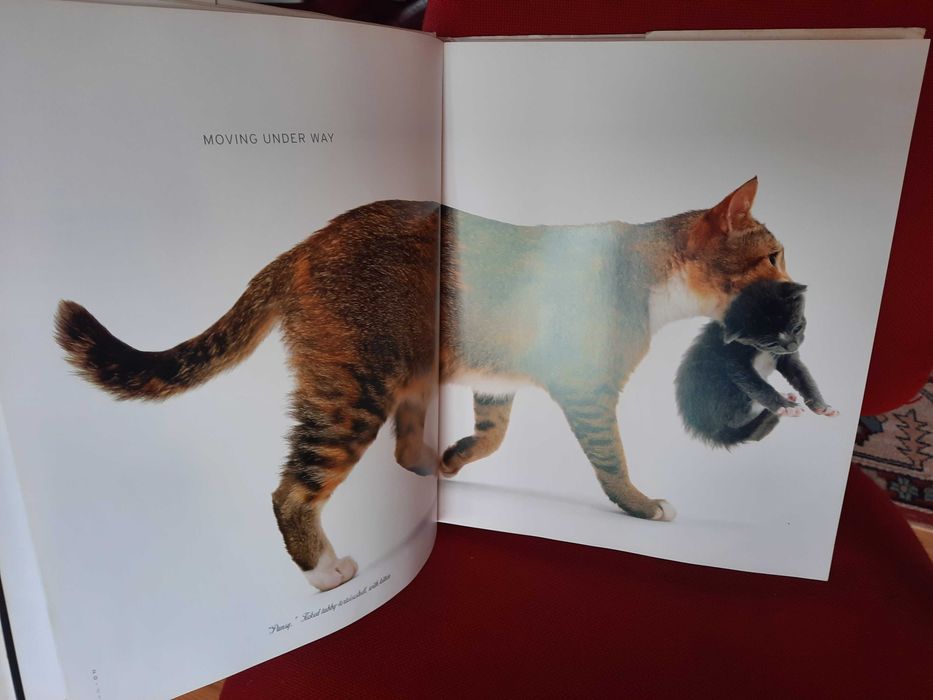 A CAT'' S LIFE edicao de soberbas fotografias  by Jane Burton