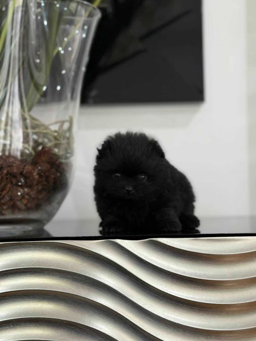 Spitz Anão e/ou Lulu da Pomerânia FEMEA BLACK  com LOP e AFIXO
