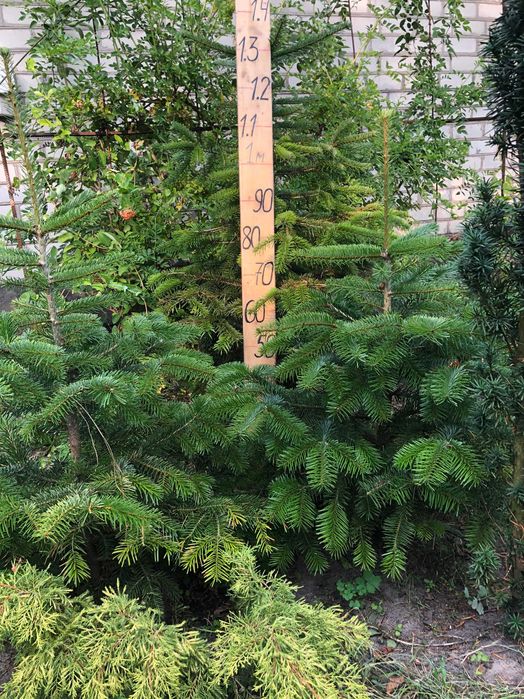 Ялиця Кавказька, Піхта Нордмана.