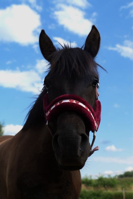 Klacz rasy huculskiej