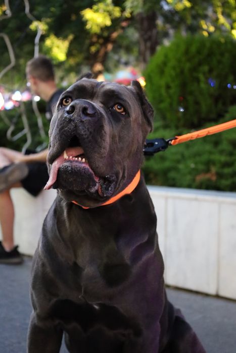 Кане-корсо вязка