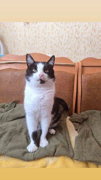 Віддам чорно-білу кішку, 3 роки, стерилізована